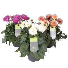 Dahlia's